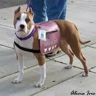 Pit Bull in service vest