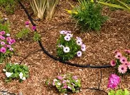 small flowers in dirt